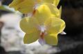 04 Orchid 2